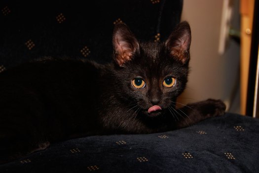 Luna, our black cat. Photo by Sean Mize.