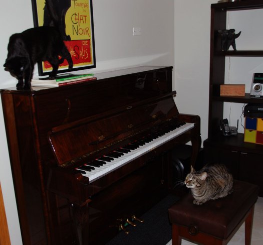 Cats on our Petrof upright piano. Photo by Sean Mize. Cats on our Petrof upright piano. Photo by Sean Mize.